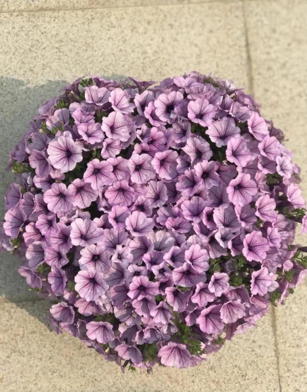 矮牽牛花，要想開花爆盆，就要大剪大修，有舍才有得