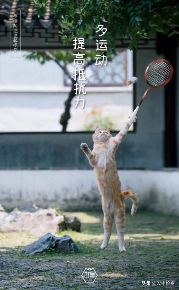 蘇州園林的貓，請求出戰！