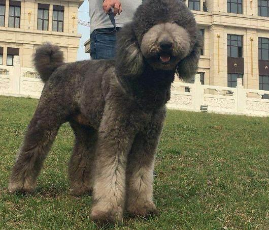 巨型貴賓犬的毛髮護理小技巧,保持柔順不是夢 巨型貴賓犬的毛髮護理小技巧,保持柔順不是夢