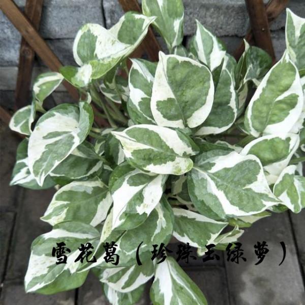 為什麼很多人養花養不活