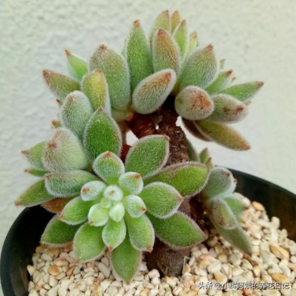 多肉品種：秋宴、錦司晃、高砂之翁、玉龍觀音、克里克特壽