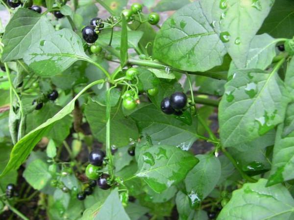 以前農村田地裡常見的一種植物龍葵，農民當成雜草，現在幾近消失