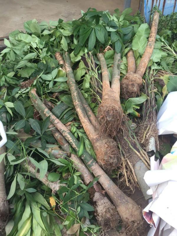 平時的“貴貨花”，路邊扔了一卡車，趕緊撿回家