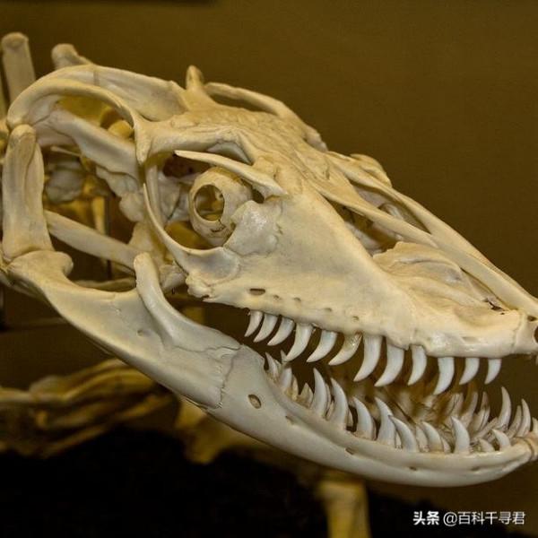 現存最大的蜥蜴,被“神話”的科莫多巨蜥,其真正實力到底如何? 現存最大的蜥蜴,被“神話”的科莫多巨蜥,其真正實力到底如何?