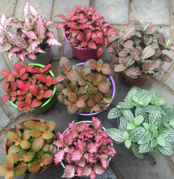 100種觀葉綠植,50種大型的,50種小型的,家裡沒有陽光也能養 100種觀葉綠植,50種大型的,50種小型的,家裡沒有陽光也能養