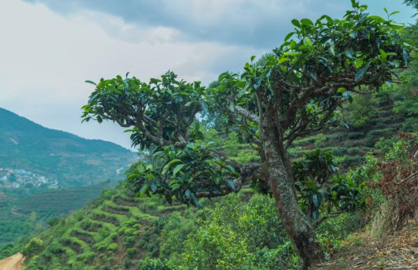 印度曾把茶葉做到世界第一,把中國茶葉逼入絕境,其中發生了什麼 印度曾把茶葉做到世界第一,把中國茶葉逼入絕境,其中發生了什麼