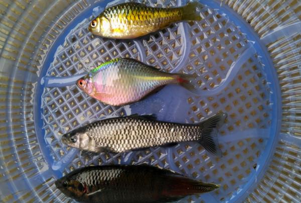 被誤解很深的魚:長得像鰟鮍,個大如鯽魚,卻常被當小雜魚扔掉 被誤解很深的魚:長得像鰟鮍,個大如鯽魚,卻常被當小雜魚扔掉