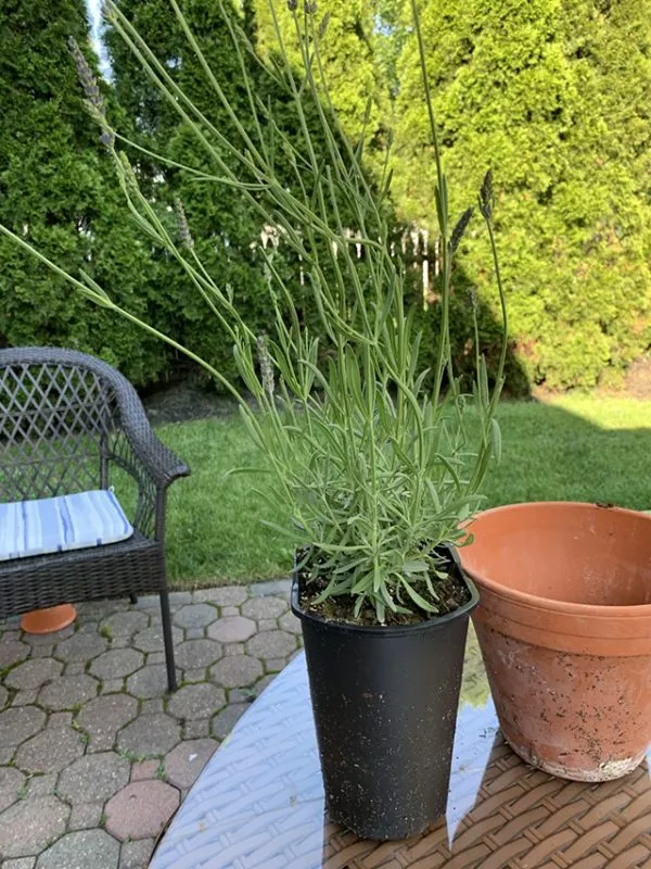 薰衣草棒棒糖打造兩步走，最快3個月種出來