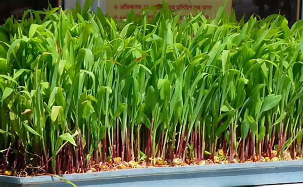 水培玉米苗飼養牛羊 水培玉米苗飼養牛羊
