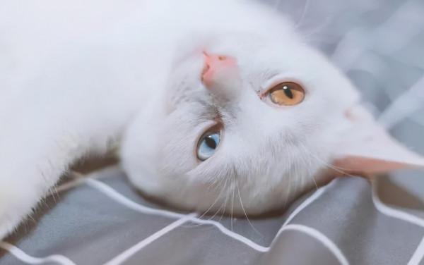 撿到一隻鴛鴦眼橘貓，貓很美，可一天後發現，我被它騙了