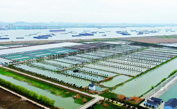 魚塘百萬元&OpenCurlyDoubleQuote;刀魚&rdquo;神秘消失，大哥養了個寂寞，偷吃客驅趕成難題