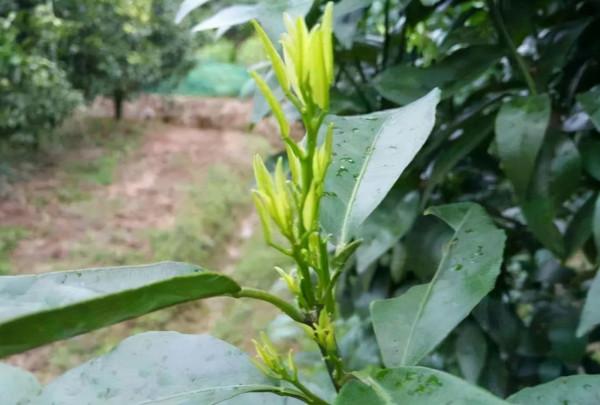柑橘年年豐產，別忽略這幾點！做到位，果子滿一樹，個個飽滿好看