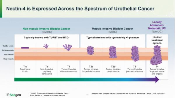 Nectin-4：始於小眾，後力強勁，未來可期