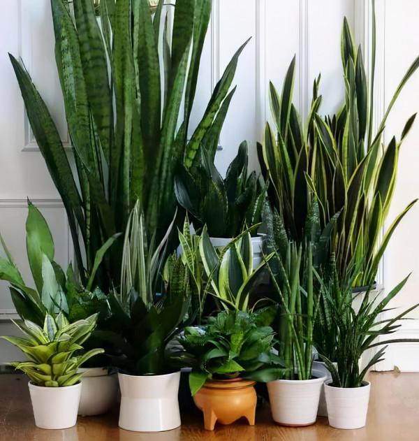 “窮養”5種花，用小花盆栽種，多曬少管更利於生長，又美又值錢