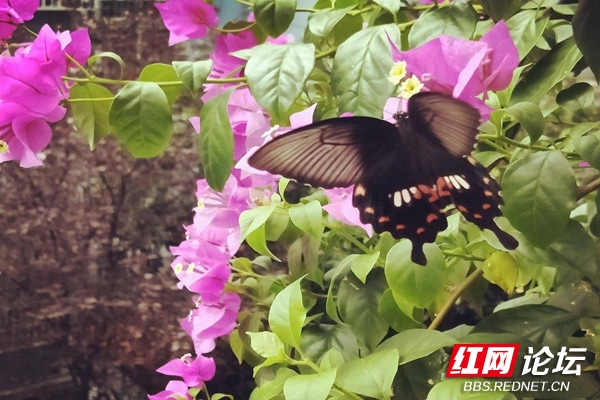 只要陽臺裝扮得好看，總會有貴客登門誇讚