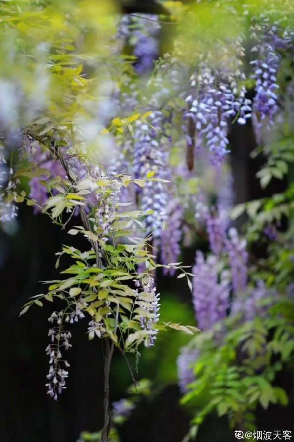八種花,養成老樁最“旺家”,開花倍有精神氣兒 八種花,養成老樁最“旺家”,開花倍有精神氣兒