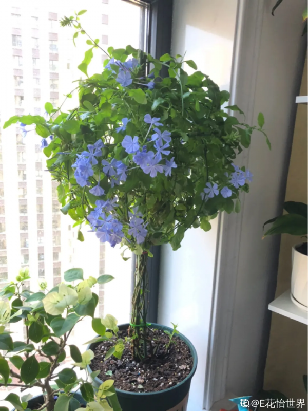 高溫環境下養花,要選對品種,可以試試這6種 高溫環境下養花,要選對品種,可以試試這6種