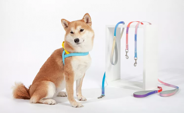 月薪3萬,狗都比你賺得多 月薪3萬,狗都比你賺得多