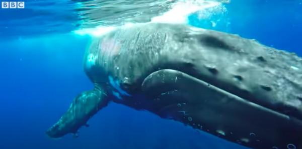 外國海洋生物學家被鯨魚救了一命，一年後，鯨魚竟然還來看她了