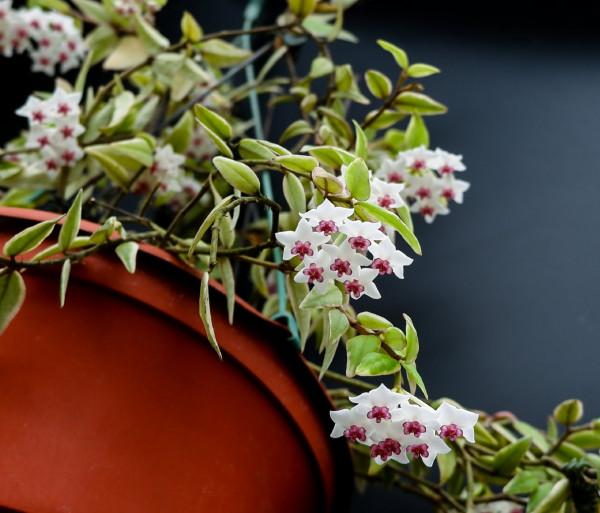 室內盆栽植物—貝拉外錦,觀葉賞花又聞香,開花勤奮,養護也不難 室內盆栽植物—貝拉外錦,觀葉賞花又聞香,開花勤奮,養護也不難