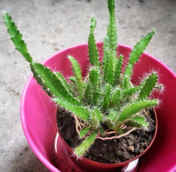 用這3種“果核”，養成水果盆栽，能結果，比養花、養樹強多了