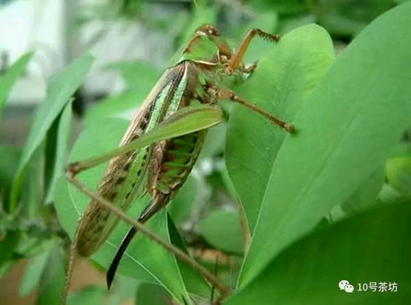 知青往事：二癟子和隊長家的北大倉酒