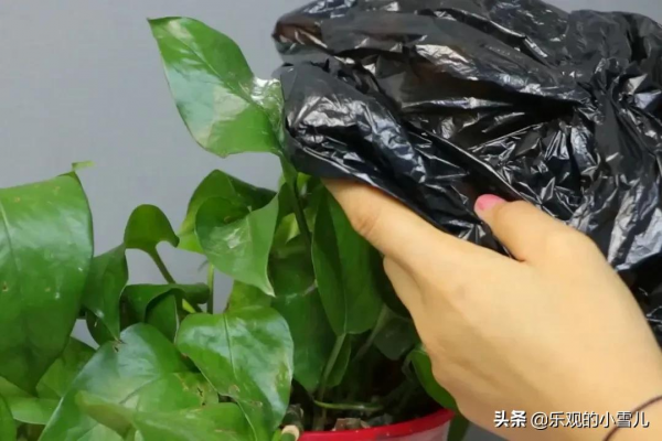 塑膠袋別丟掉，套在花盆上，把植物悶一悶，長瘋了
