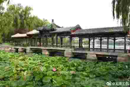 龍潭公園裡夏荷花開正盛