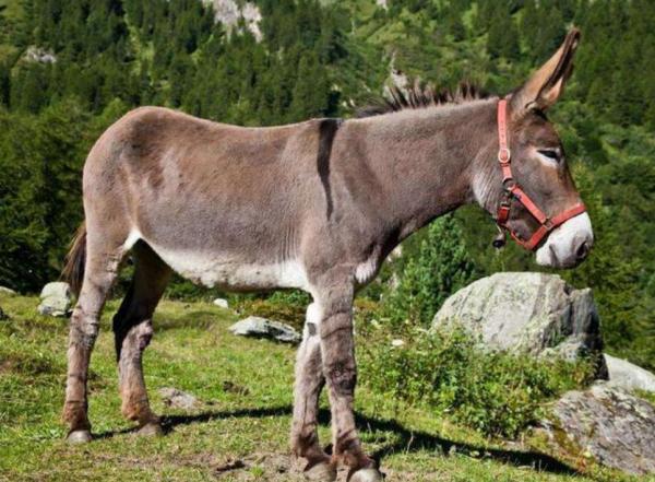 各人種之間為何不存在生殖隔離?黑種人、白種人、黃種人發展史 各人種之間為何不存在生殖隔離?黑種人、白種人、黃種人發展史