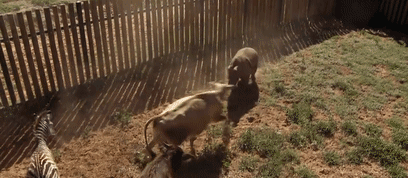 這隻貓天天和貓頭鷹幹架,卻打出了一段黑白配神仙友情 這隻貓天天和貓頭鷹幹架,卻打出了一段黑白配神仙友情