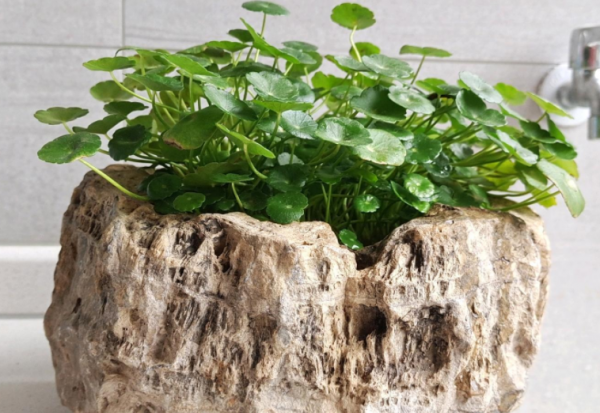 這3個細節到位，家庭養殖銅錢草，枝葉豐茂、更富有生機