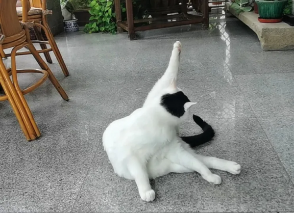 貓館長的業餘生活，大公開