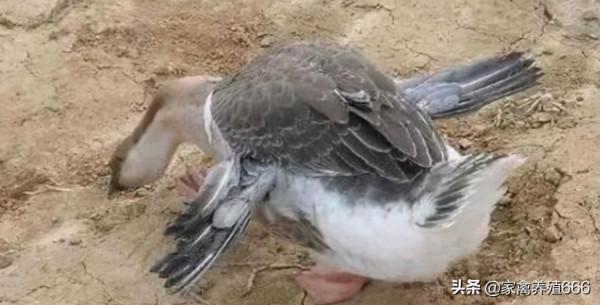 養鵝怎麼預防翻翅？鵝翅膀外翻怎麼回事