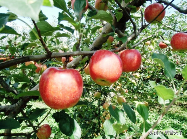 除了紅富士,種哪些品種能發財?這個論壇告訴你答案 除了紅富士,種哪些品種能發財?這個論壇告訴你答案