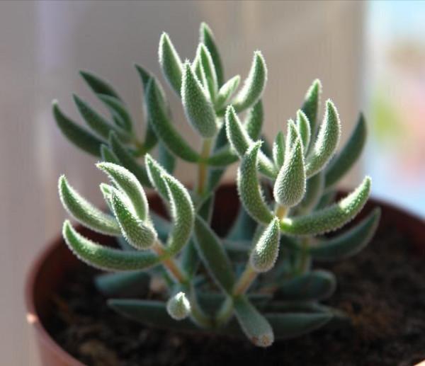 100種常見多肉圖鑑，比花還美，你認識幾種？