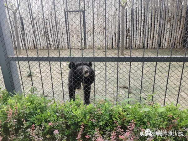 北京新開一家動物園,可以和老虎共進午餐 北京新開一家動物園,可以和老虎共進午餐