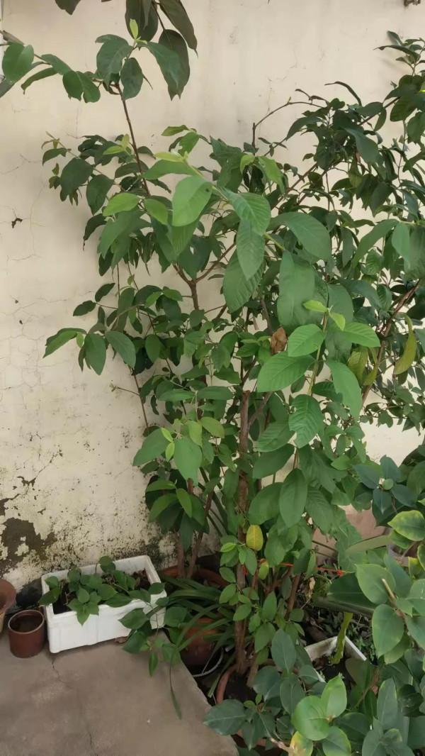 我的栽培成果——南方植物番石榴