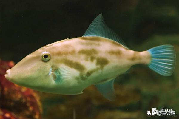 四川人最喜歡的耗兒魚，原來就是海邊的剝皮魚