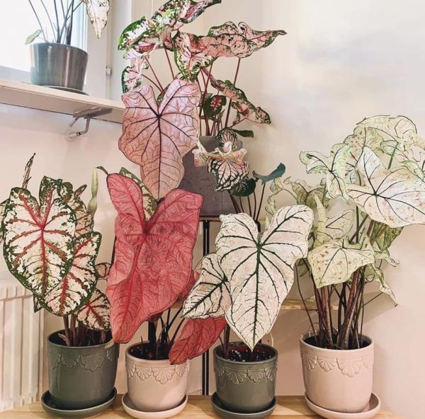 5種小眾花，家裡養一盆，屋裡立馬氣質變高階