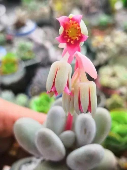 50種多肉開花欣賞，你養的開花了嗎？快來曬曬