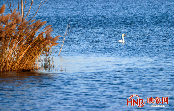 北龍湖上的冬日精靈