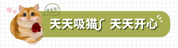 好勤勞的貓貓，小小年紀就出來打工補貼家用了