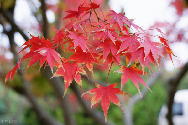 秋遊紅葉谷 秋遊紅葉谷