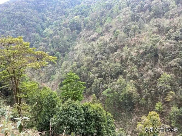 香竹林古樹茶2019年 香竹林古樹茶2019年