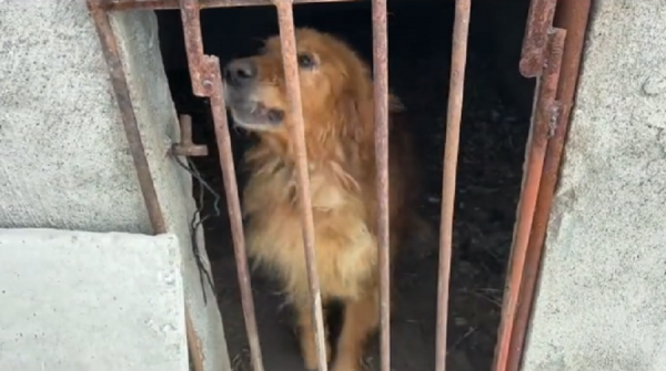 黑龍江：主人外出金毛關豬圈，兩天沒進食的狗狗苦苦哀求卻無人管
