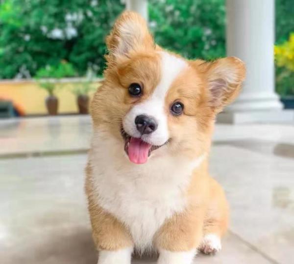 斷尾的柯基,要想健康成長,吃什麼狗糧最好? 斷尾的柯基,要想健康成長,吃什麼狗糧最好?