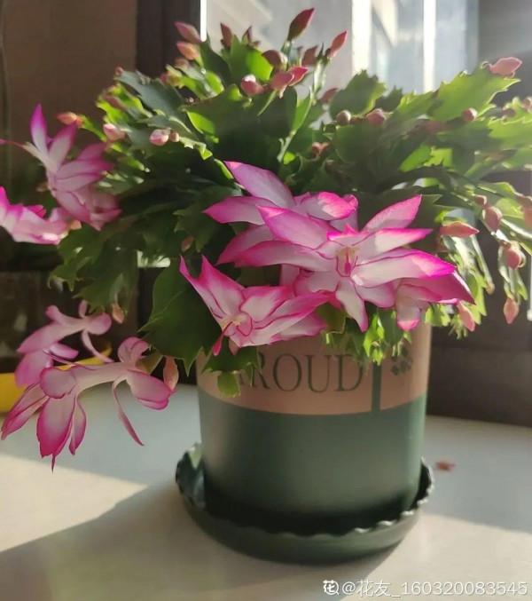 注意!花盆要是太深,養花要注意,很容易爛根 注意!花盆要是太深,養花要注意,很容易爛根