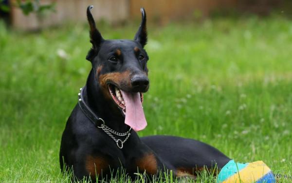 狗狗品種介紹大全！我們應該怎麼挑選適合自己的狗狗？