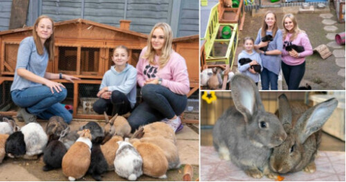 女子為救助的46只兔子打造專屬“生活圈”