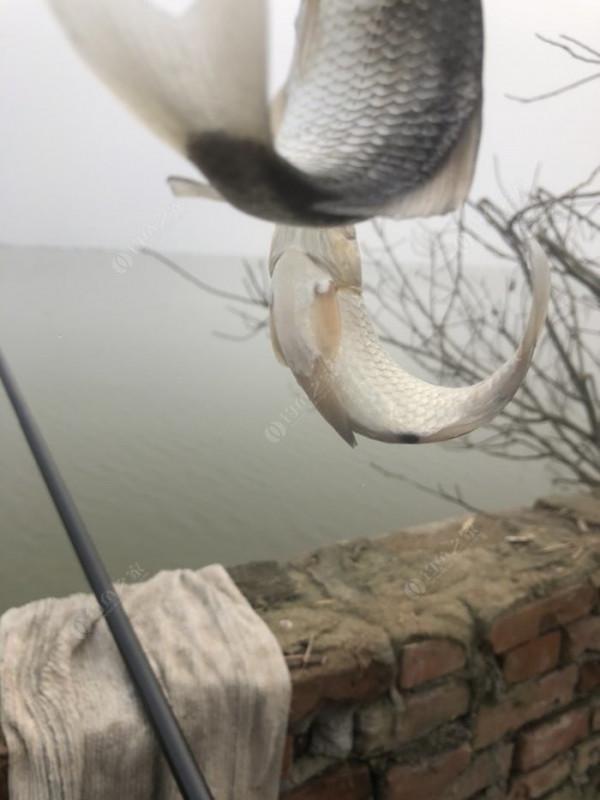 2021垂釣日誌之80，成子湖釣大水面沒想到魚口這麼瘋